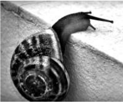 Seiwa-Kai Newsletter Issue 3 Cover Artwork - Black and White Photograph of a Snail Reaching the top of a Wall and Beginning to Climb to the Top