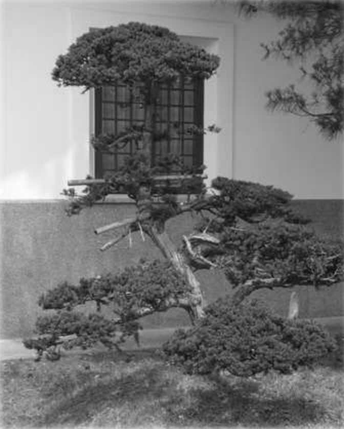 Seiwa-Kai Newsletter Issue 6 Cover Artwork - Black and White Photograph of a Bonzai Tree in Front of a Building